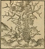 Picture 14 of 116 from Andreae Alciati emblematvm libellvs (1536), leaf 21