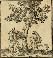 Picture 25 of 116 from Andreae Alciati emblematvm libellvs (1536), leaf 32