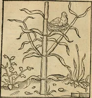 Picture 46 of 116 from Andreae Alciati emblematvm libellvs (1536), leaf 53