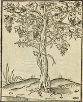 An illustration from Andreae Alciati emblematvm libellvs (1536)