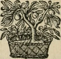 An illustration from Andreae Alciati Emblemata cum commentariis Claudii Minois I.C. Francisci Sanctii Brocensis, & notis Laurentij Pignorij Patavini : nouissima hac editione in continuam vnius commentarij seriem congestis, in certas quasdam quasi classes dispositis, & plusquam dimidia parte auctis (1661)
