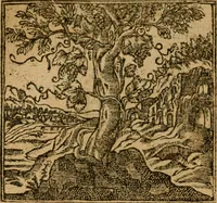 Picture 40 of 272 from Andreae Alciati i.v.c. emblemata (1614), leaf 155