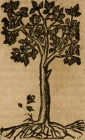An illustration from Andreae Alciati i.v.c. emblemata (1614)