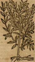 An illustration from Andreae Alciati i.v.c. emblemata (1614)