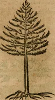 An illustration from Andreae Alciati i.v.c. emblemata (1614)