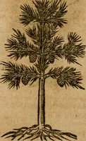 An illustration from Andreae Alciati i.v.c. emblemata (1614)