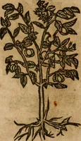 An illustration from Andreae Alciati i.v.c. emblemata (1614)