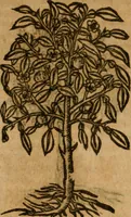 An illustration from Andreae Alciati i.v.c. emblemata (1614)