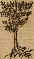 An illustration from Andreae Alciati i.v.c. emblemata (1614)