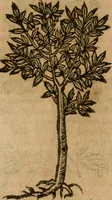 An illustration from Andreae Alciati i.v.c. emblemata (1614)