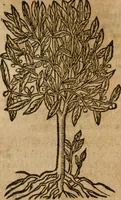 An illustration from Andreae Alciati i.v.c. emblemata (1614)