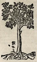An illustration from Andreae Alciati v.c. Emblemata (1600)