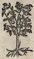 An illustration from Andreae Alciati v.c. Emblemata (1600)