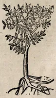 An illustration from Andreae Alciati v.c. Emblemata (1600)