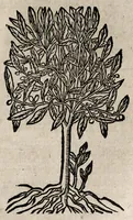 An illustration from Andreae Alciati v.c. Emblemata (1600)