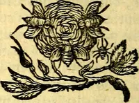 An illustration from Andreae Maximiliani Fredro Castellani Leopoliensis Scriptorum seu togae & belli notationum fragmenta : accesserunt Peristromata regum symbolis expressa (1660)