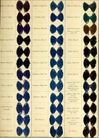 Picture 8 of 16 from The aniline colours of the Badische Anilin- & Soda-Fabrik, Ludwigshafen on Rhine and their application on wool, cotton, silk and other textile fibres (1901), leaf 262