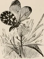 An illustration from Animal coloration; an account of the principal facts and theories relating to the colours and markings of animals (1892)
