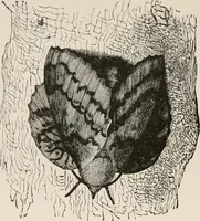 An illustration from Animal coloration; an account of the principal facts and theories relating to the colours and markings of animals (1892)