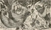 An illustration from Animal coloration; an account of the principal facts and theories relating to the colours and markings of animals (1892)
