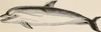 An illustration from Animal coloration; an account of the principal facts and theories relating to the colours and markings of animals (1892)