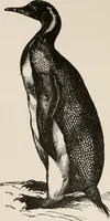 An illustration from Animal coloration; an account of the principal facts and theories relating to the colours and markings of animals (1892)