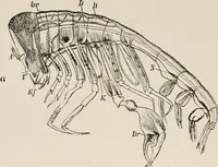 An illustration from Animal coloration; an account of the principal facts and theories relating to the colours and markings of animals (1892)