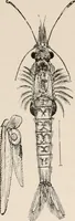 An illustration from Animal coloration; an account of the principal facts and theories relating to the colours and markings of animals (1892)