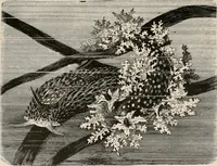 An illustration from Animal coloration; an account of the principal facts and theories relating to the colours and markings of animals (1892)