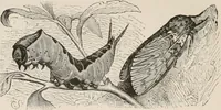 An illustration from Animal coloration; an account of the principal facts and theories relating to the colours and markings of animals (1892)