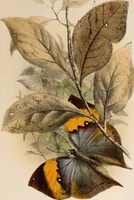 An illustration from Animal coloration; an account of the principal facts and theories relating to the colours and markings of animals (1892)