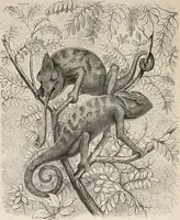 An illustration from Animal coloration; an account of the principal facts and theories relating to the colours and markings of animals (1892)
