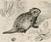 An illustration from Animal coloration; an account of the principal facts and theories relating to the colours and markings of animals (1892)