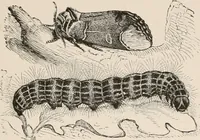 An illustration from Animal coloration; an account of the principal facts and theories relating to the colours and markings of animals (1892)