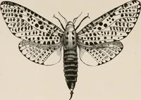 An illustration from Animal coloration; an account of the principal facts and theories relating to the colours and markings of animals (1892)
