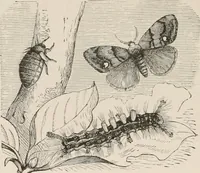 An illustration from Animal coloration; an account of the principal facts and theories relating to the colours and markings of animals (1892)