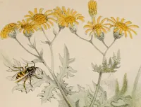 An illustration from Animal coloration; an account of the principal facts and theories relating to the colours and markings of animals (1892)
