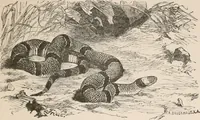 An illustration from Animal coloration; an account of the principal facts and theories relating to the colours and markings of animals (1892)