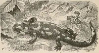 An illustration from Animal coloration; an account of the principal facts and theories relating to the colours and markings of animals (1892)