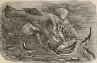 An illustration from Animal coloration; an account of the principal facts and theories relating to the colours and markings of animals (1892)