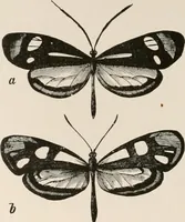 An illustration from Animal coloration; an account of the principal facts and theories relating to the colours and markings of animals (1892)