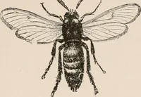 An illustration from Animal coloration; an account of the principal facts and theories relating to the colours and markings of animals (1892)