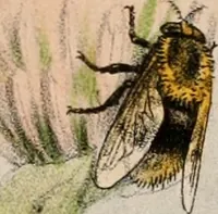 An illustration from Animal coloration; an account of the principal facts and theories relating to the colours and markings of animals (1892)