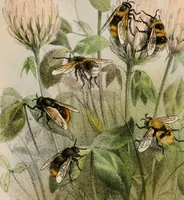 An illustration from Animal coloration; an account of the principal facts and theories relating to the colours and markings of animals (1892)