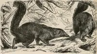 An illustration from Animal coloration; an account of the principal facts and theories relating to the colours and markings of animals (1892)