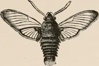 An illustration from Animal coloration; an account of the principal facts and theories relating to the colours and markings of animals (1892)