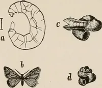An illustration from Animal coloration; an account of the principal facts and theories relating to the colours and markings of animals (1892)