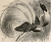 An illustration from Animal coloration; an account of the principal facts and theories relating to the colours and markings of animals (1892)
