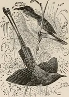 An illustration from Animal coloration; an account of the principal facts and theories relating to the colours and markings of animals (1892)