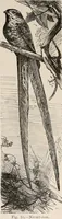 An illustration from Animal coloration; an account of the principal facts and theories relating to the colours and markings of animals (1892)